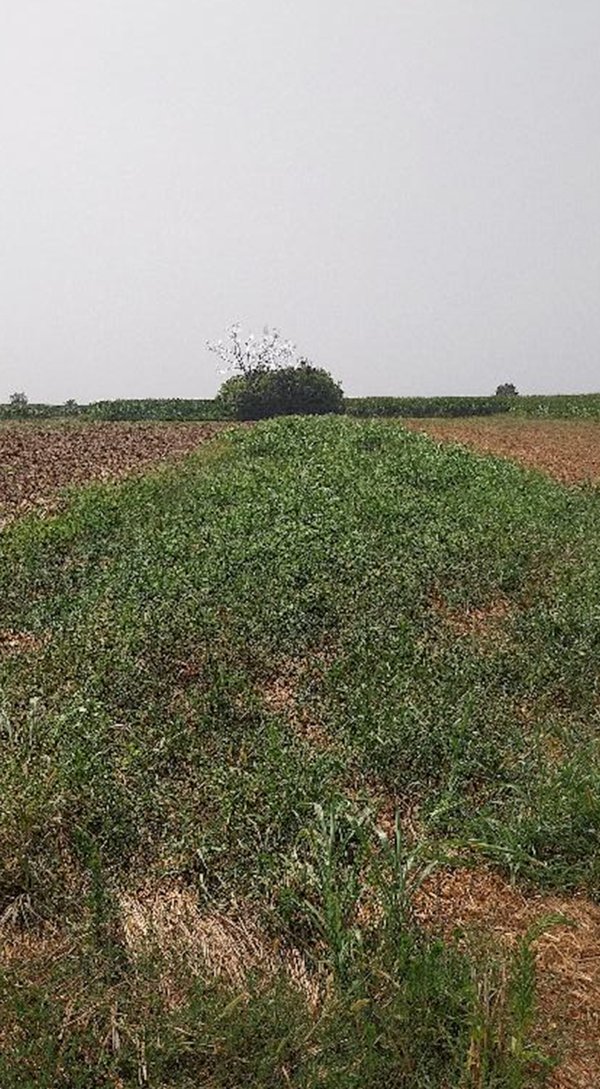 terreno agricolo in vendita a Scalenghe