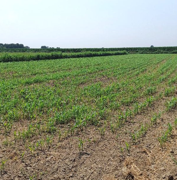 terreno agricolo in vendita a Scalenghe