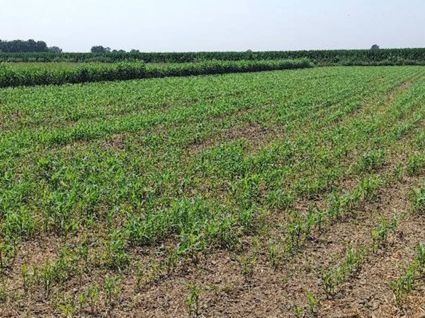 terreno agricolo in vendita a Scalenghe