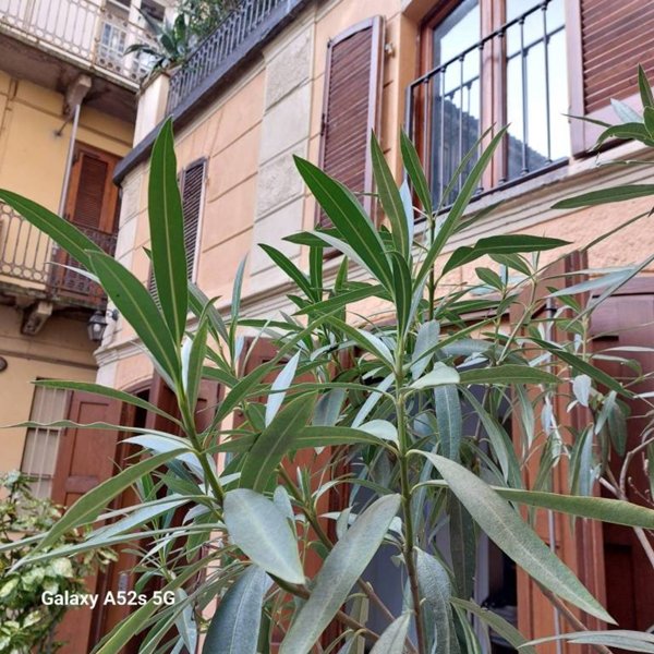 negozio in vendita a Torino in zona San Salvario