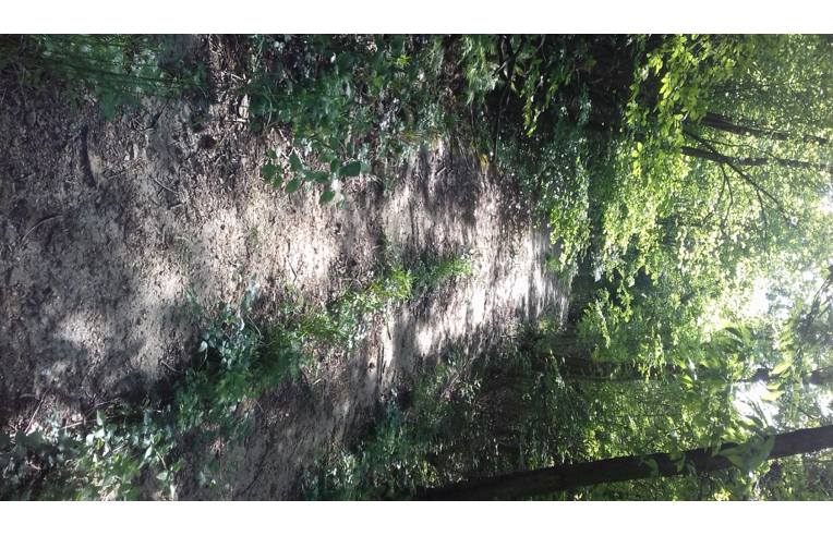 terreno agricolo in vendita a Trana in zona Moranda