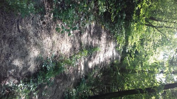 terreno agricolo in vendita a Trana in zona Moranda