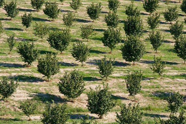 azienda agricola in vendita a Verrua Savoia