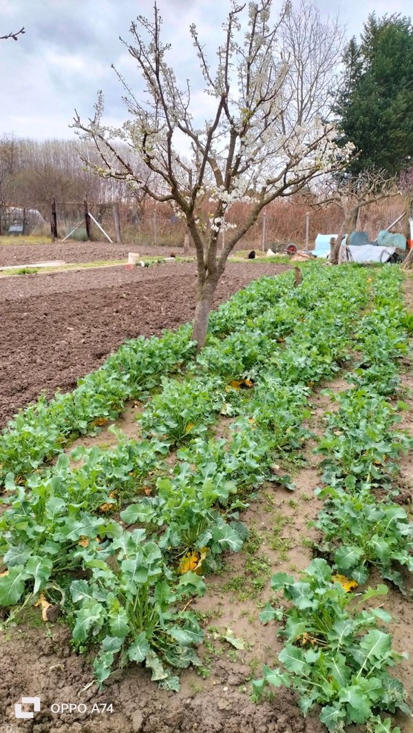 terreno agricolo in vendita a Vinovo