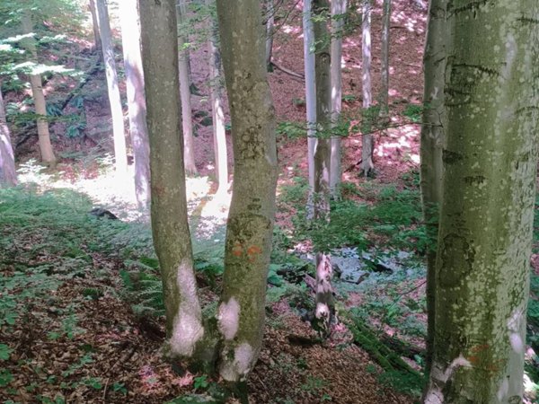 terreno agricolo in vendita a Viù in zona Col San Giovanni