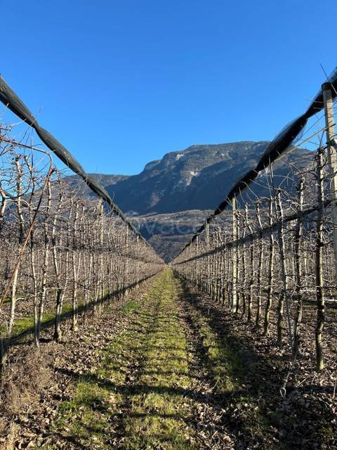 terreno agricolo in vendita a Cortaccia sulla strada del vino