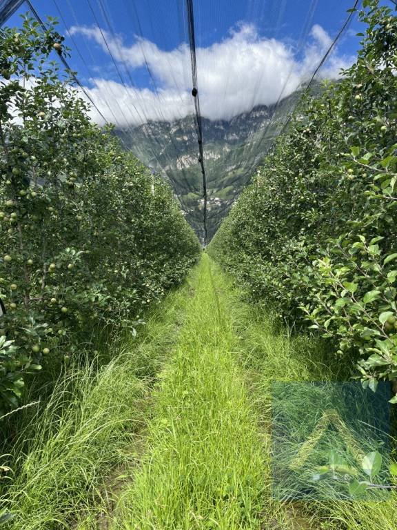 terreno agricolo in vendita a Cortaccia sulla strada del vino