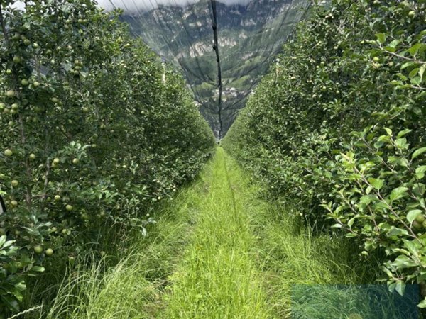 terreno agricolo in vendita a Cortaccia sulla strada del vino