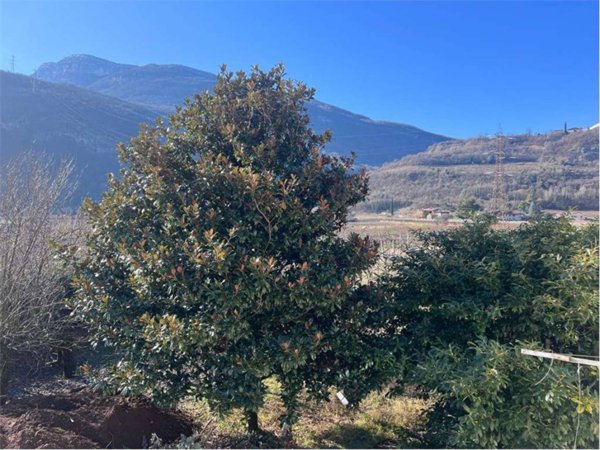 appartamento in vendita ad Ala