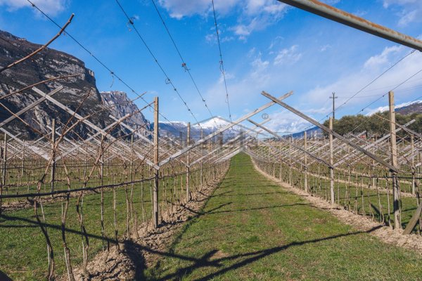 azienda agricola in vendita ad Arco