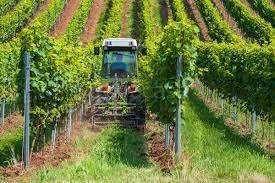 terreno agricolo in vendita ad Isera