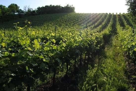 terreno agricolo in vendita a Trento in zona Ravina