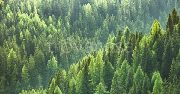 terreno agricolo in vendita a Predaia in zona Tres