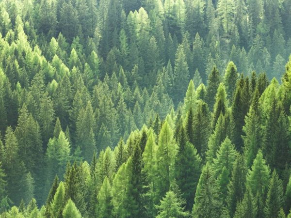 terreno agricolo in vendita a Predaia in zona Priò
