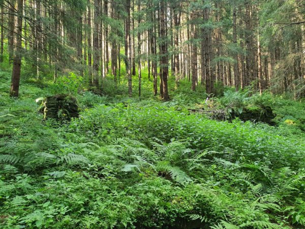 casale in vendita a Sella Giudicarie in zona Breguzzo