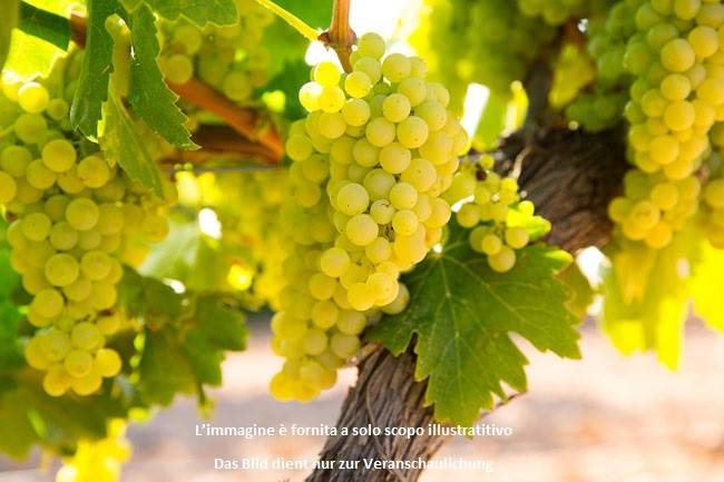 casa indipendente in vendita ad Affi