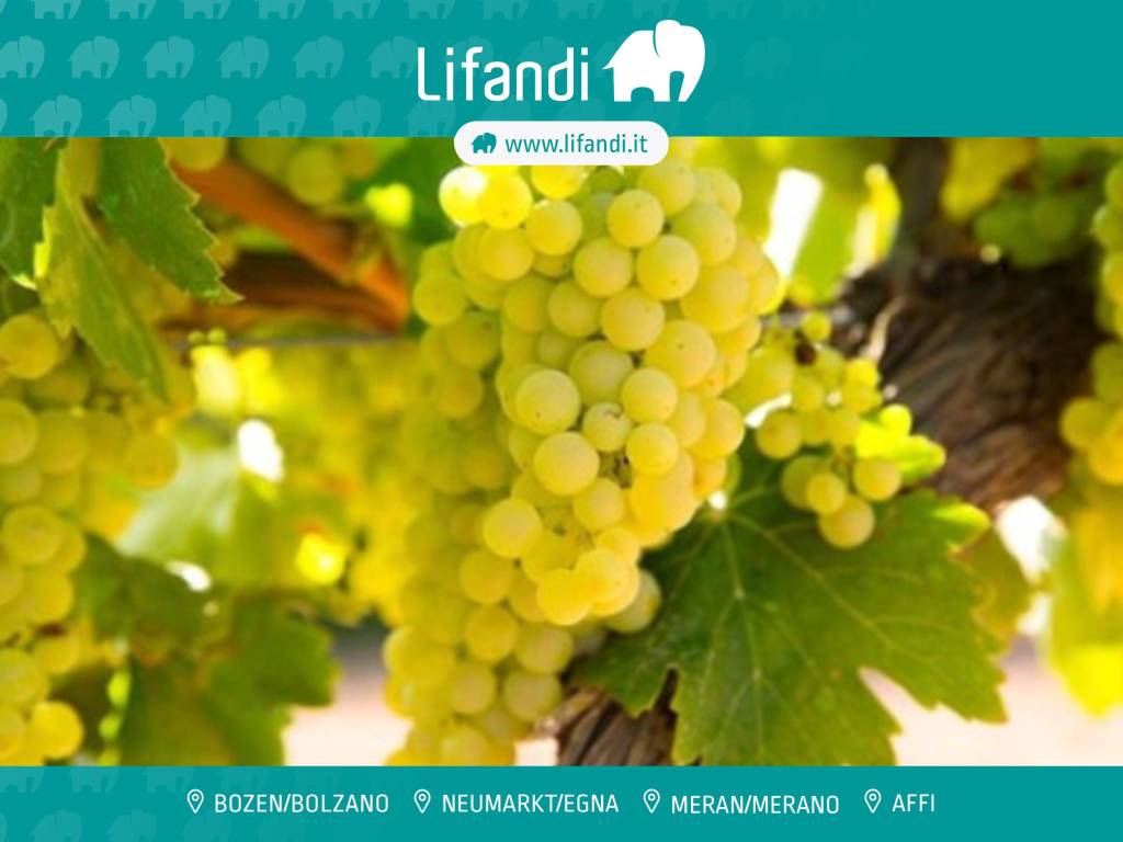 casa indipendente in vendita ad Affi