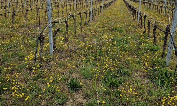 ufficio in vendita ad Affi