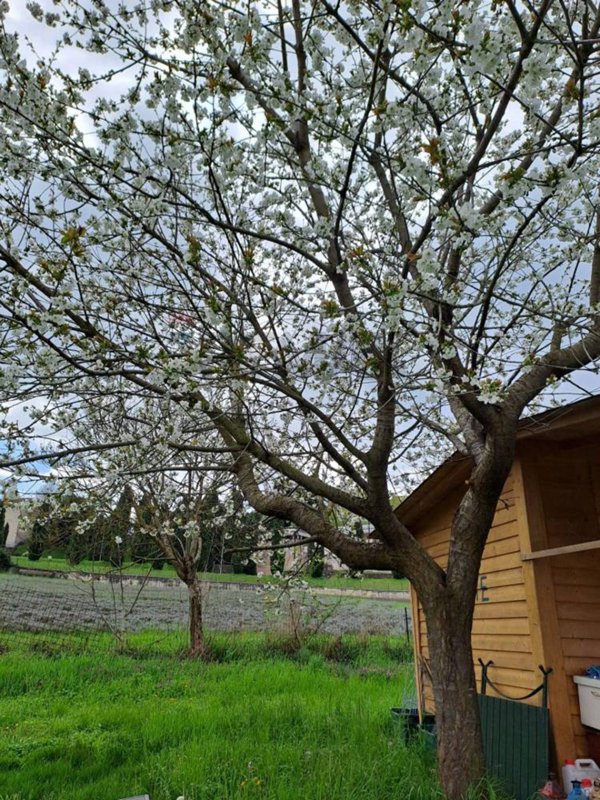 terreno agricolo in vendita ad Affi