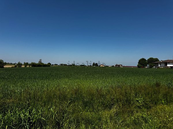 terreno agricolo in vendita ad Albaredo d'Adige