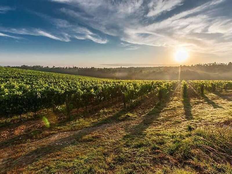 azienda agricola in vendita a Bardolino in zona Calmasino