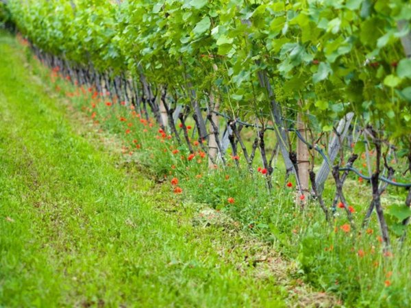 terreno agricolo in vendita a Bardolino in zona Calmasino