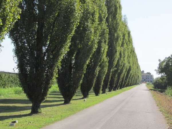 appartamento in vendita a Belfiore