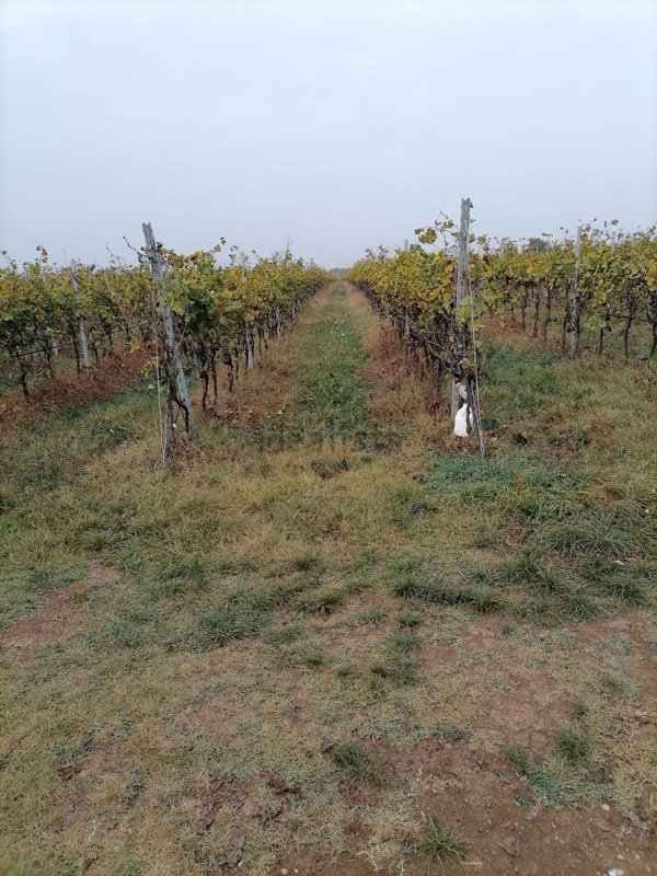 terreno agricolo in vendita a Belfiore