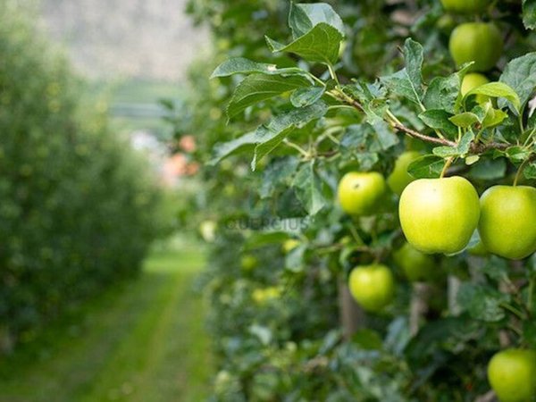 terreno agricolo in vendita a Belfiore