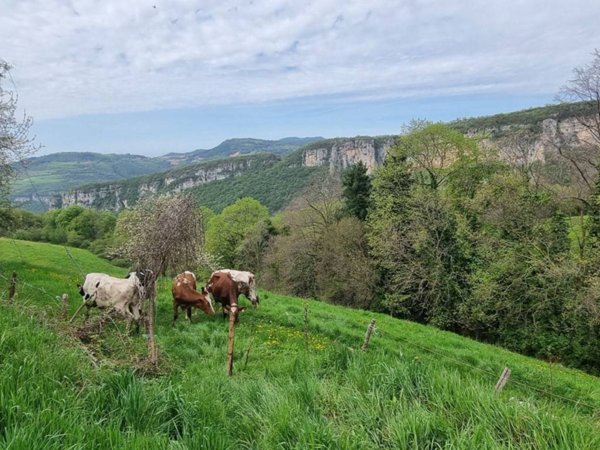 terreno agricolo in vendita a Bosco Chiesanuova
