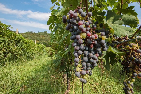 terreno agricolo in vendita a Bussolengo