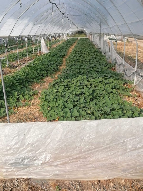 terreno agricolo in vendita a Buttapietra