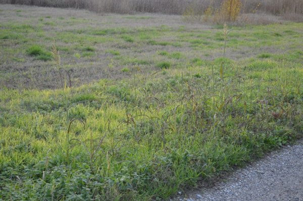 terreno industriale in vendita a Buttapietra