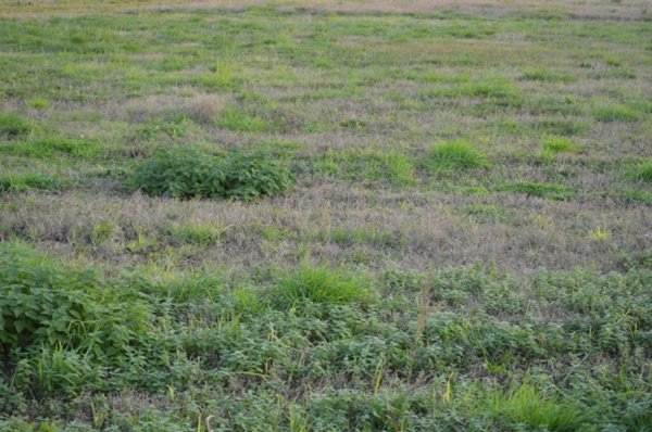 terreno agricolo in vendita a Buttapietra in zona Marchesino