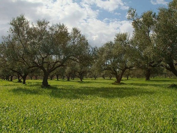 terreno agricolo in vendita a Caprino Veronese