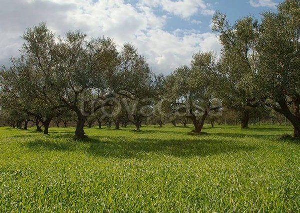 terreno agricolo in vendita a Caprino Veronese
