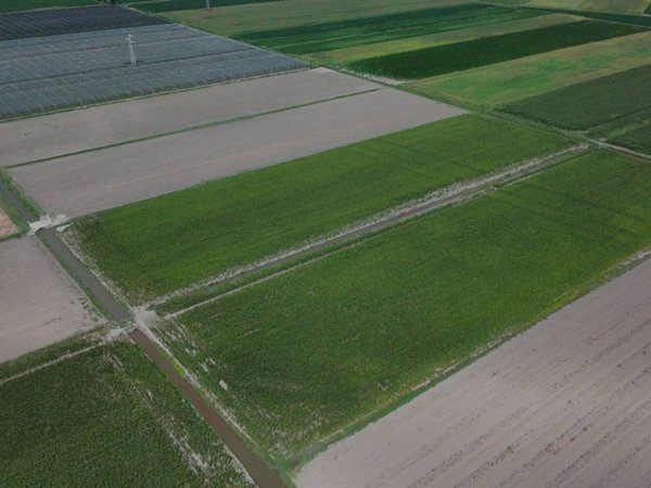 terreno agricolo in vendita a Castagnaro