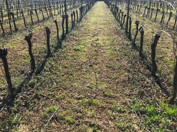 terreno agricolo in vendita a Castelnuovo del Garda
