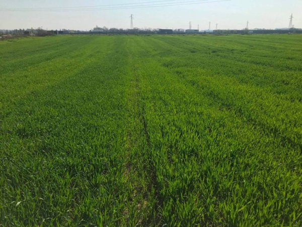 terreno agricolo in vendita a Castelnuovo del Garda in zona Cavalcaselle