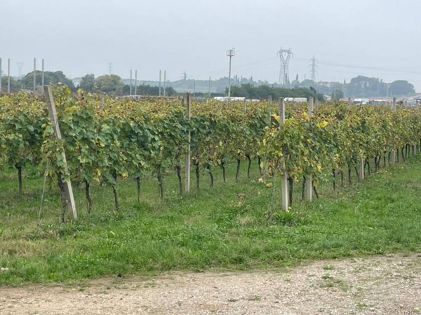 terreno agricolo in vendita a Castelnuovo del Garda