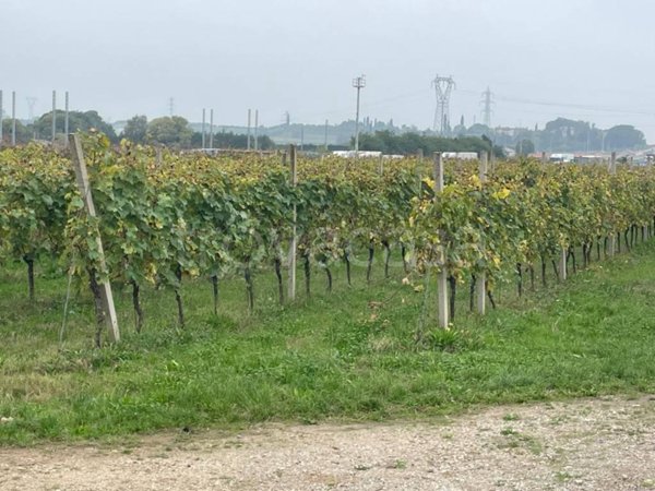 terreno agricolo in vendita a Castelnuovo del Garda