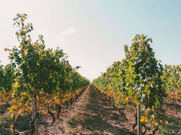 terreno agricolo in vendita a Castelnuovo del Garda