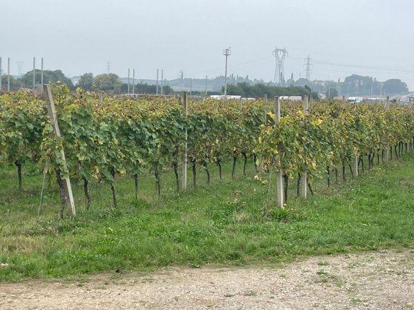 terreno agricolo in vendita a Castelnuovo del Garda