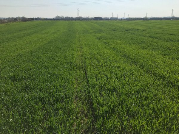 terreno agricolo in vendita a Castelnuovo del Garda in zona Camalavicina