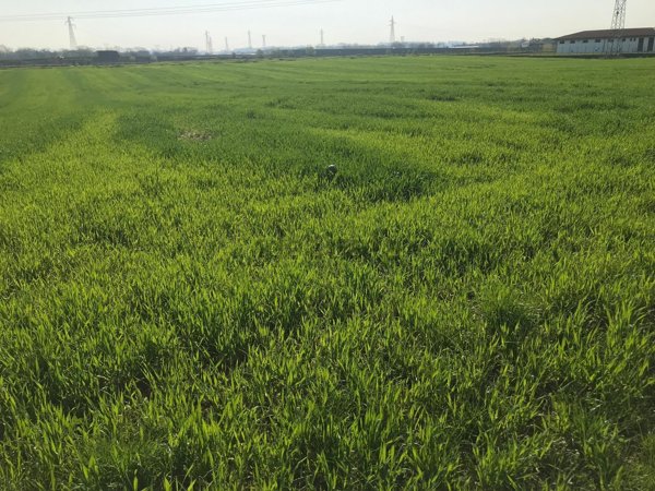 terreno agricolo in vendita a Castelnuovo del Garda in zona Camalavicina