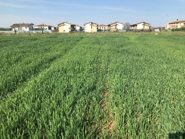 terreno agricolo in vendita a Castelnuovo del Garda in zona Camalavicina