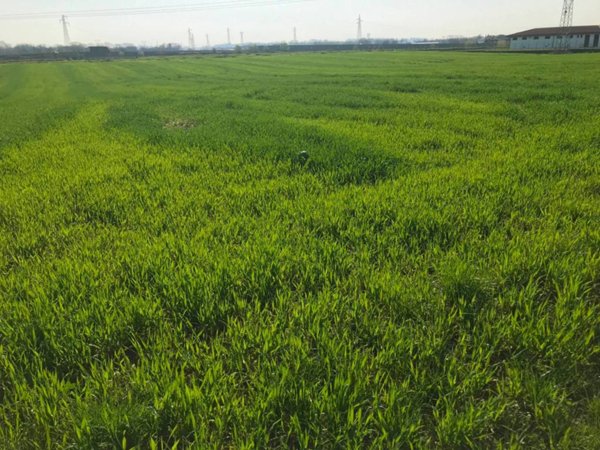terreno agricolo in vendita a Castelnuovo del Garda in zona Camalavicina