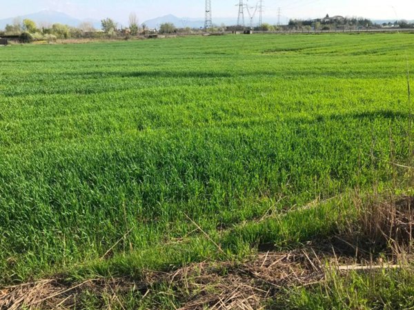 terreno agricolo in vendita a Castelnuovo del Garda in zona Camalavicina