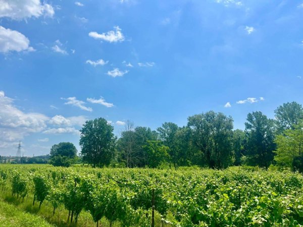 terreno agricolo in vendita a Castelnuovo del Garda in zona Camalavicina