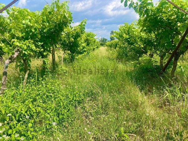 terreno agricolo in vendita a Castelnuovo del Garda in zona Camalavicina